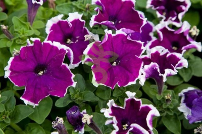 (п.ф.) Петуния Фрост Вельвет, 1000 драже (№9-4-81)