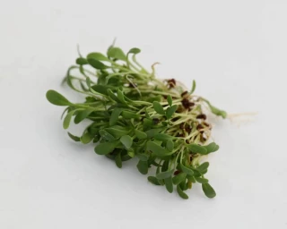 Микрозелень Кресс-салат Дукат, 20гр