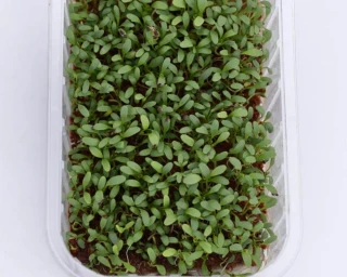 Микрозелень Кресс-салат Дукат, 20гр