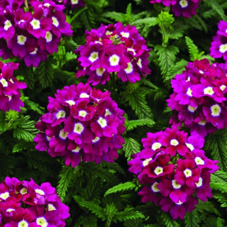 (п.ф.) Вербена Обсешн Каскад Бургунди Виз Ай,