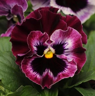 (п.ф.) Виола Фризл Сизл Распберри F1, 100 шт (№4-123)