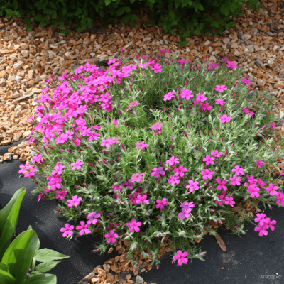 Гео Агротекс 120, (1,6м х 12м) + Колышки универсальные 8шт