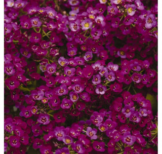 (п.ф.) Алиссум Клеар Кристал Парпл Шейдес,