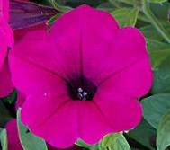 (п.ф.) Петуния Вейв Парпл классик F1, 100 драже (№9-1-121)