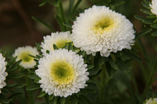(п.ф.) Астра Мацумото Вайт,