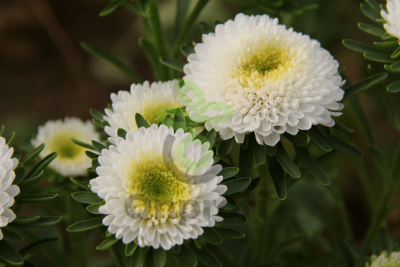 (п.ф.) Астра Мацумото Вайт,