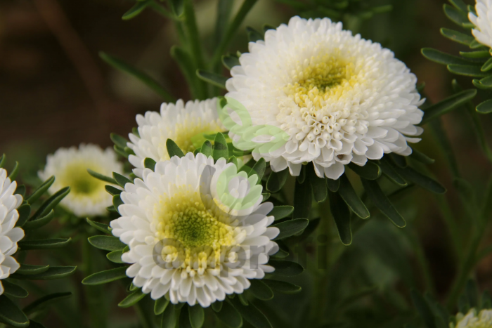 (п.ф.) Астра Мацумото Вайт,
