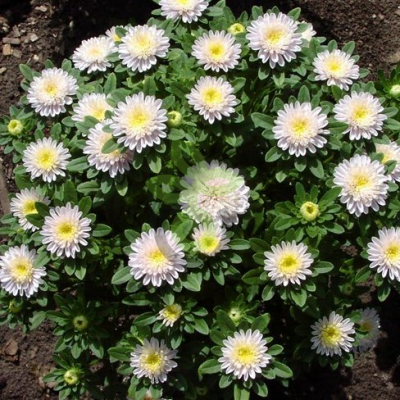 (п.ф.) Астра Мацумото Вайт,