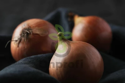 Лук репчатый Самурай,