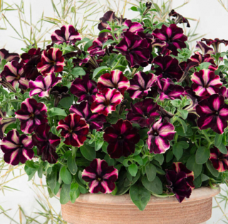 (п.ф.) Петуния Романтика Мунлайт,