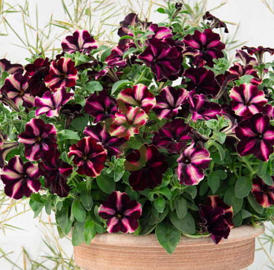 (п.ф.) Петуния Романтика Мунлайт,