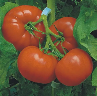 Томат Дана-К, 0,5гр (фасовка)