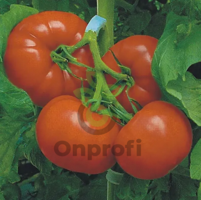 Томат Дана-К, 0,5гр (фасовка)