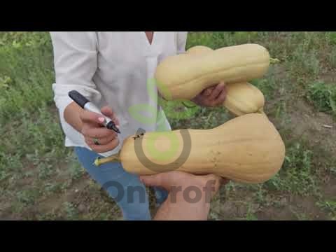 Тыква баттернат РМ21JS, 1000шт