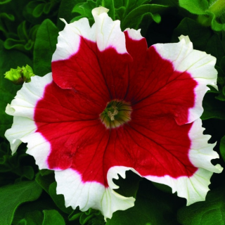 (п.ф.) Петуния Фрост Фаер, 1000 драже (124/2)