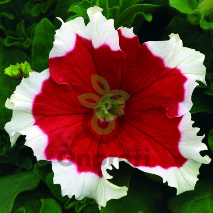 (п.ф.) Петуния Фрост Фаер, 1000 драже (124/2)