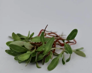 Микрозелень Мангольд Малахит, 10гр