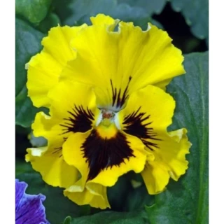 (п.ф.) Виола Виттрока Фризл Сизл Еллоу F1,