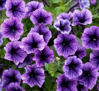 (п.ф.) Петуния Мираж Блю Вейн,