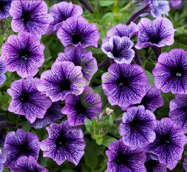 (п.ф.) Петуния Мираж Блю Вейн,