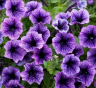 (п.ф.) Петуния Мираж Блю Вейн,
