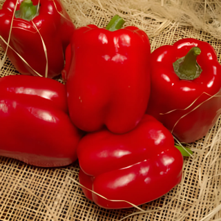 Перец Солист,