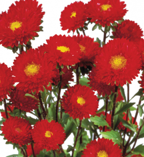 (п.ф.) Астра Мацумото Ред,