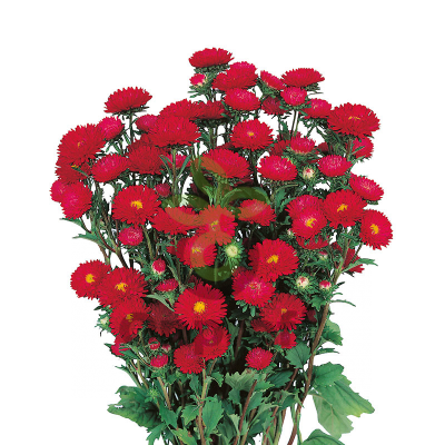 (п.ф.) Астра Мацумото Ред,