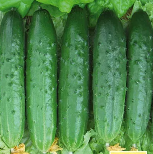 Огурец Эстафета F1,
