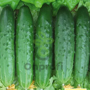 Огурец Эстафета F1,