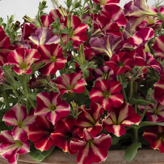 (п.ф.) Петуния Романтика Стар,