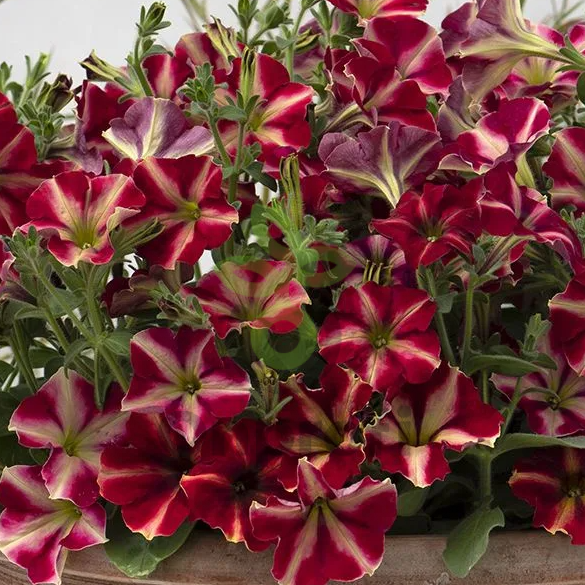 (п.ф.) Петуния Романтика Стар,