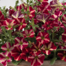 (п.ф.) Петуния Романтика Стар,
