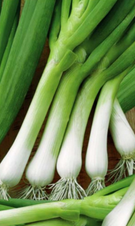 Лук батун Нежность, 0,5гр (фасовка)