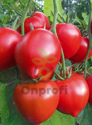 Томат Юбилейный Тарасенко, 0,5гр (фасовка)