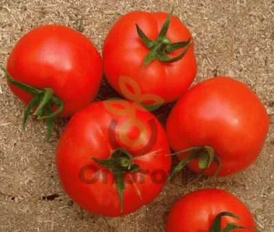 Томат Магнус F1, 25шт (фасовка)