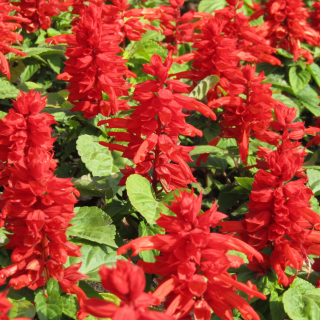 (п.ф.) Сальвия Редди Брайт Ред 100 шт (№10-25)