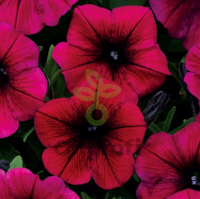 (п.ф.) Петуния Шок Вейв Дип Парпл F1,100 драже (№9-1-69)