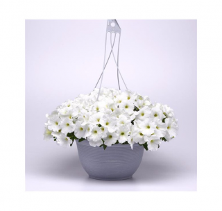 (п.ф.) Петуния E3 Изи Вейв Вайт F1, 3