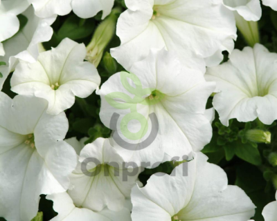 (п.ф.) Петуния E3 Изи Вейв Вайт F1, 3