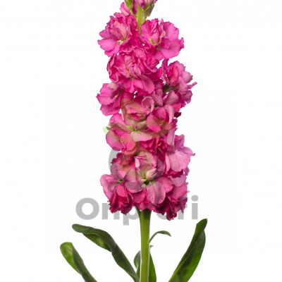 (п.ф.) Маттиола Айрон Роуз Пинк,