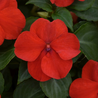 (п.ф.) Бальзамин Бекон Ред Брайт,