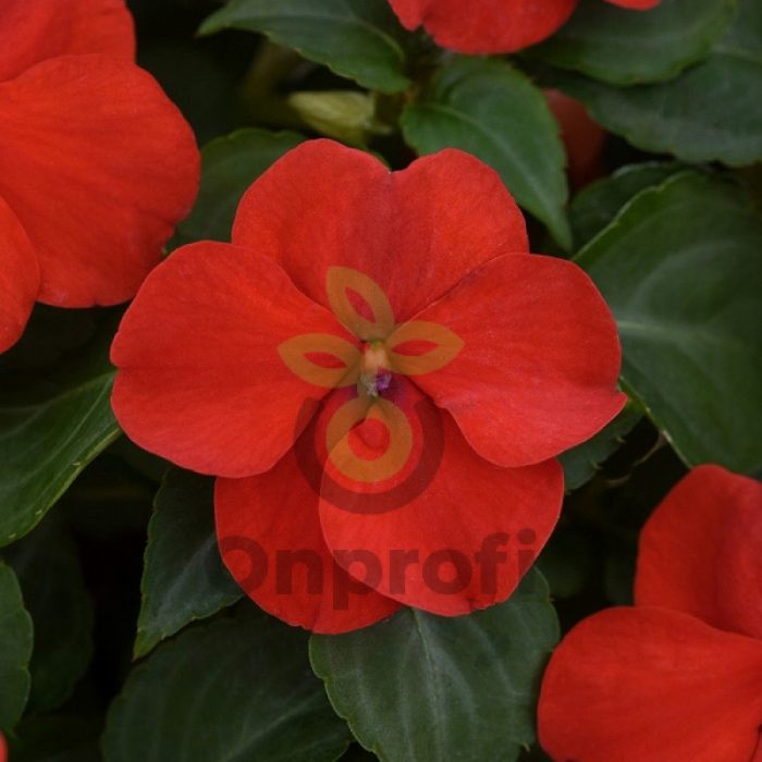 (п.ф.) Бальзамин Бекон Ред Брайт,