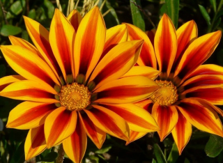 (п.ф.) Гацания Нью Дей Ред Страйп F1,