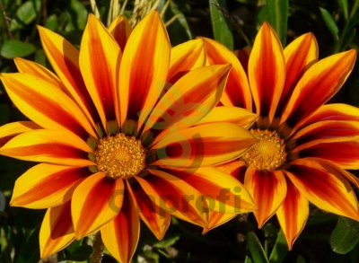 (п.ф.) Гацания Нью Дей Ред Страйп F1,