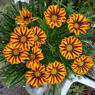 (п.ф.) Гацания Нью Дей Ред Страйп F1,