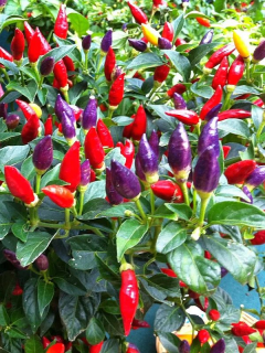 (м.ф.) Перец кустарниковый Аладдин 0,1гр