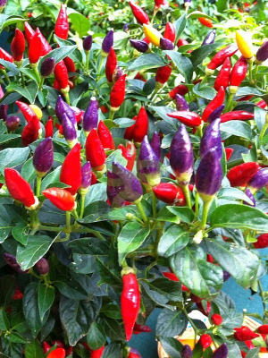 (м.ф.) Перец кустарниковый Аладдин 0,1гр