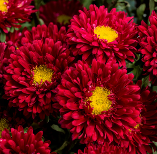 (п.ф.) Астра Мацумото Скарлет,