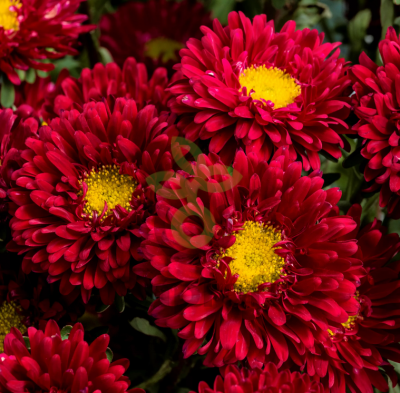 (п.ф.) Астра Мацумото Скарлет,